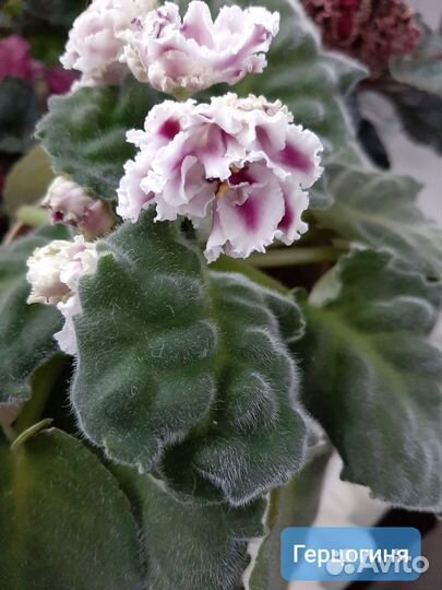 Укорененные листики