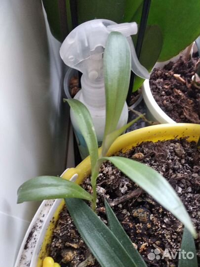 Комнатное растение