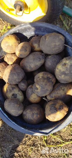 Продам картофель