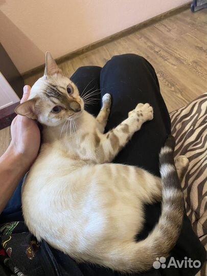 Бенгальский котенок мальчик