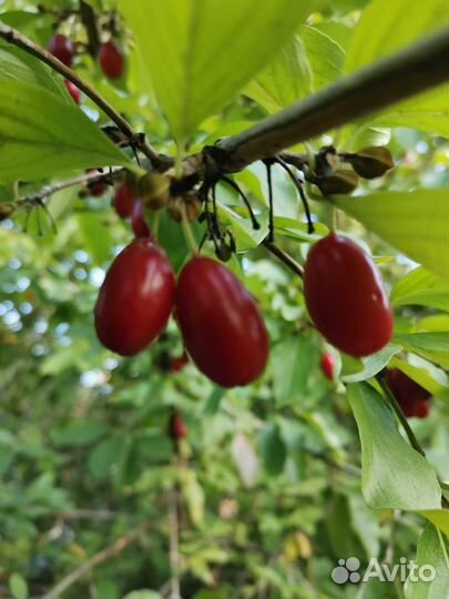 Саженцы кизила