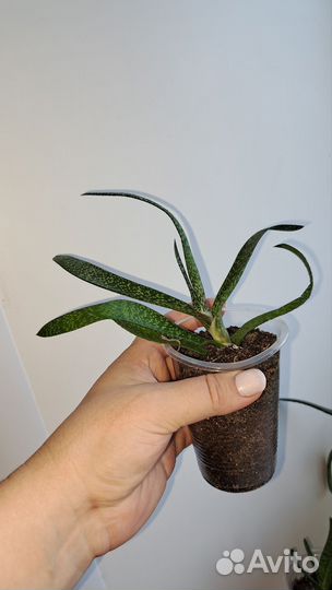 Гастерия косая (Gasteria abliqua)