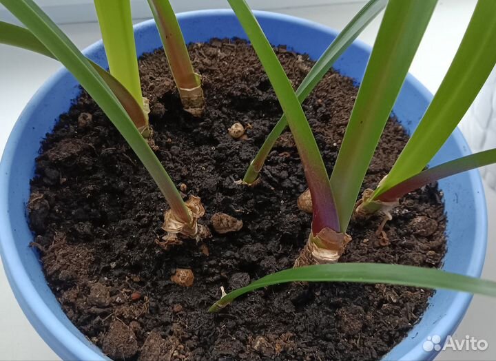 Гиппиаструм