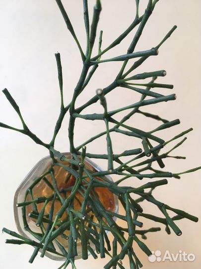 Хатиора оленьи рожки