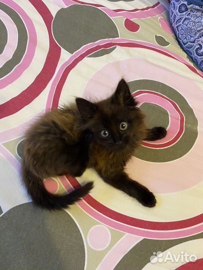 Котенок мальчик