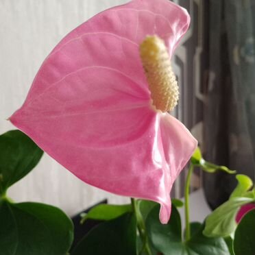 Антуриум Мужское счастье Розовый