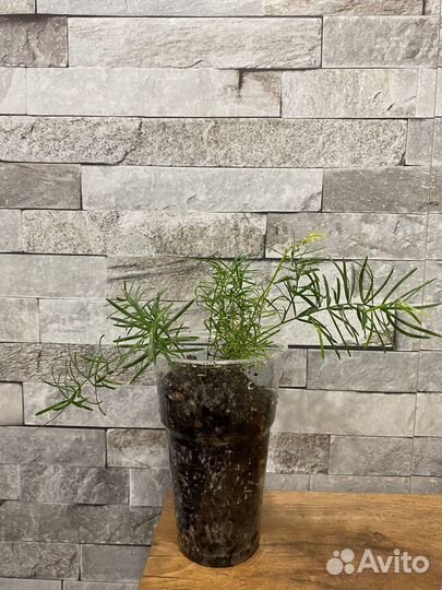 Аспарагус шпренгера