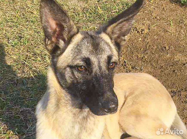 Найда - стерильная собачка девочка в дар