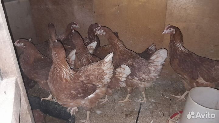 Куры молодки несушки 120 дней