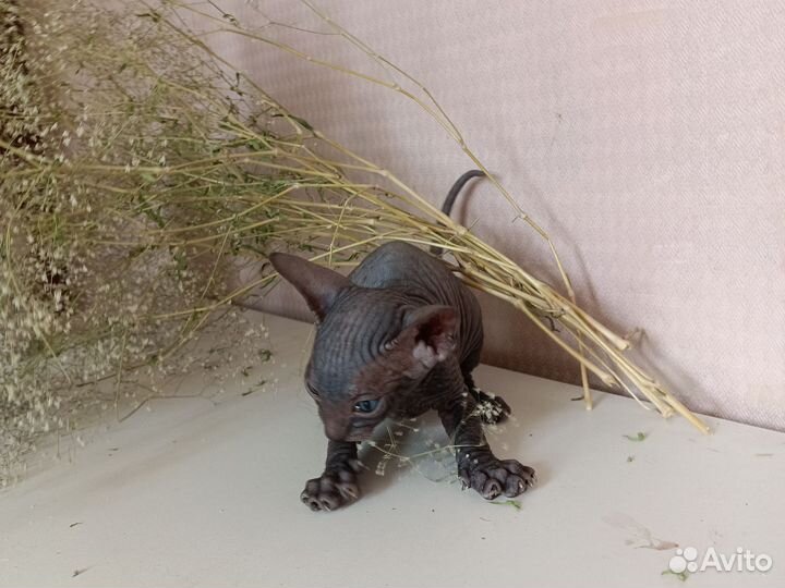 Донской сфинкс котята