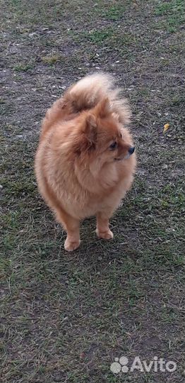 Шпиц в добрые руки