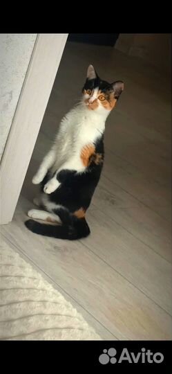 Отдам кошку в добрые руки