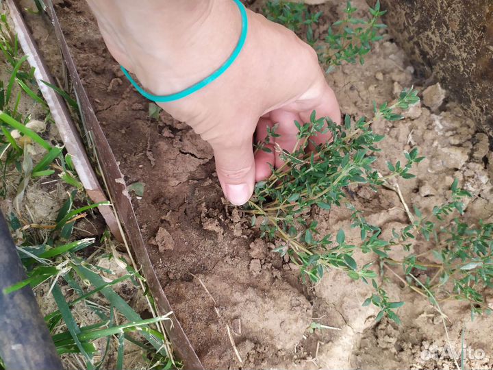 Чабрец тимьян