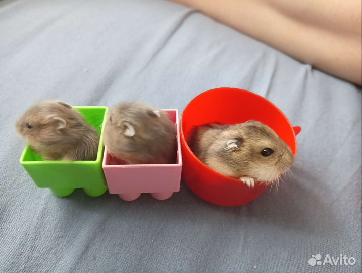 Джунгарский хомяк