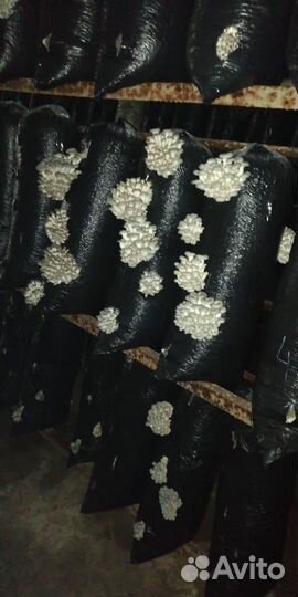 Грибные блоки.Субстрат.Мульча.Удобрение