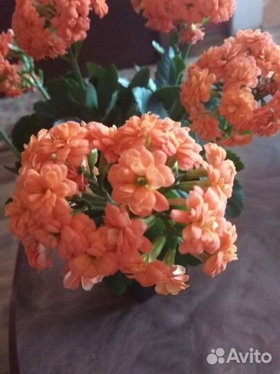 Каланхоэ цветущий