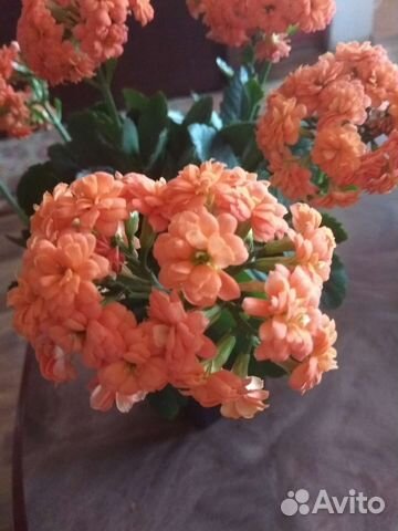 Каланхоэ цветущий