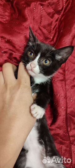 Отдам котят
