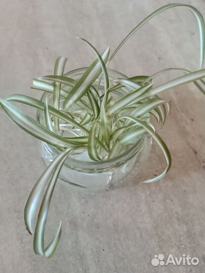 Хлорофитум кудрявый. Отростки. Цена за все