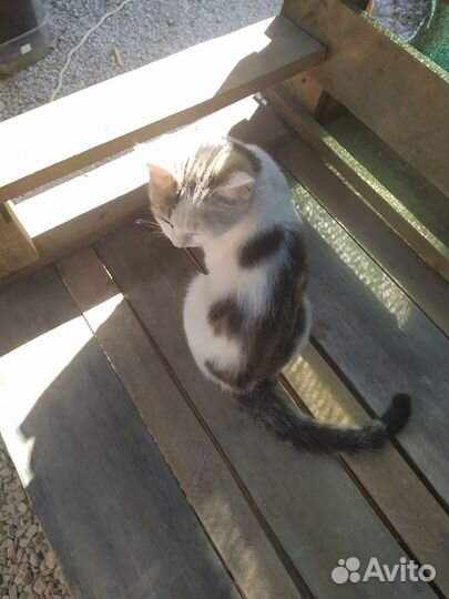 Котятки в добрые руки