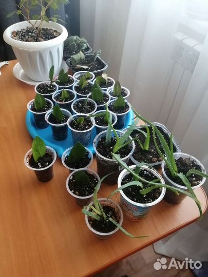 Замиокулькас