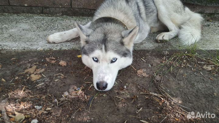 Собака Хаски в добрые руки бесплатно