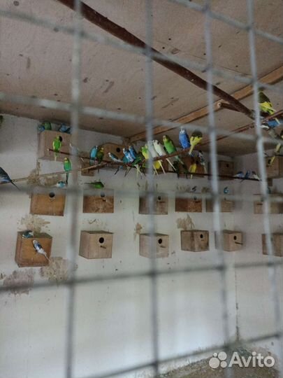 Попугай корелла