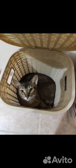 Абиссинский кот