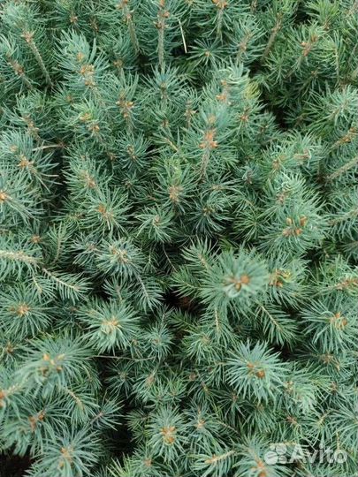Саженцы ель голубая
