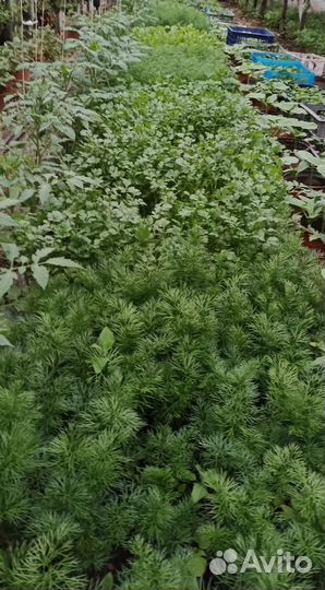 Рассада томатов,перца,баклажанов