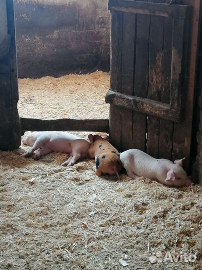 Поросята ландрас дюрок