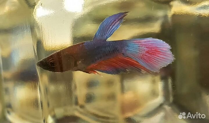 Рыбка Петушок