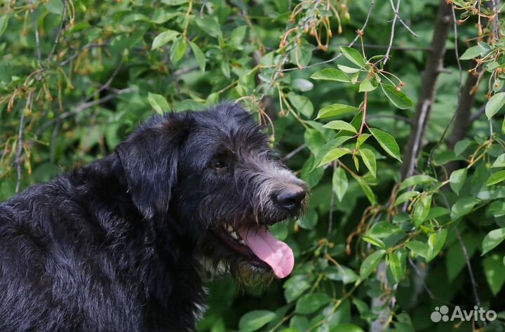 Большой добряк Бим