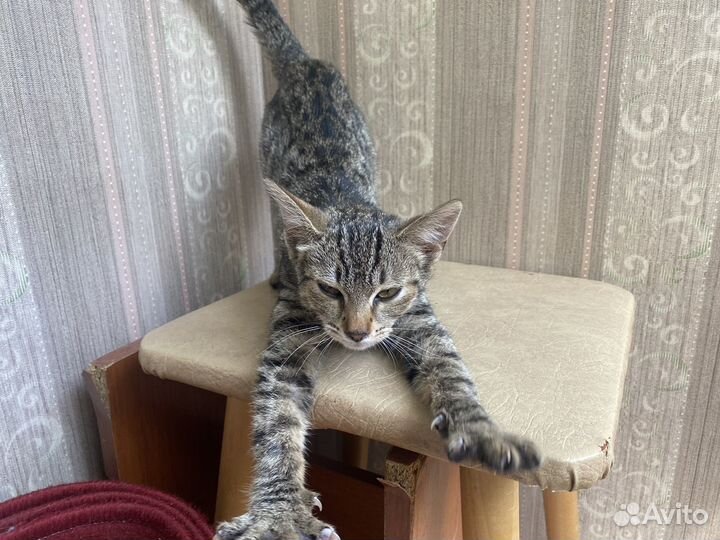 Кошка в дар бесплатно