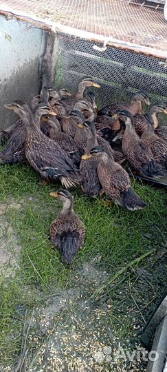 Утка кряква