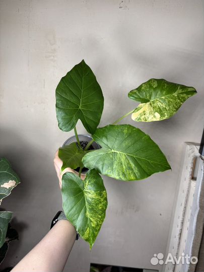 Алоказии детки