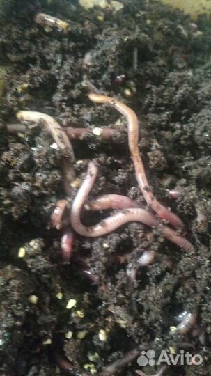 Черви дендробена