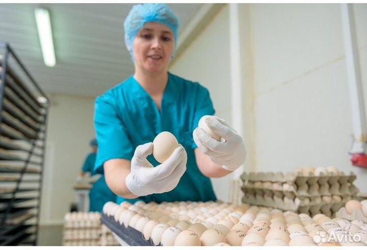 Работа на птицефабрике, сменный график Челябинск