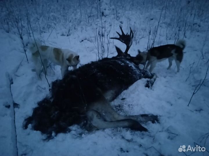Щенки заподно-сибирской лайки