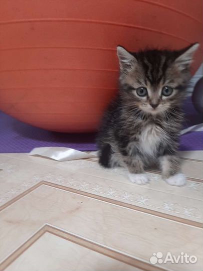 Мимимишки бесплатно