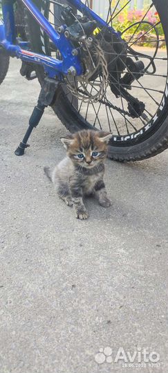 Котята британцы