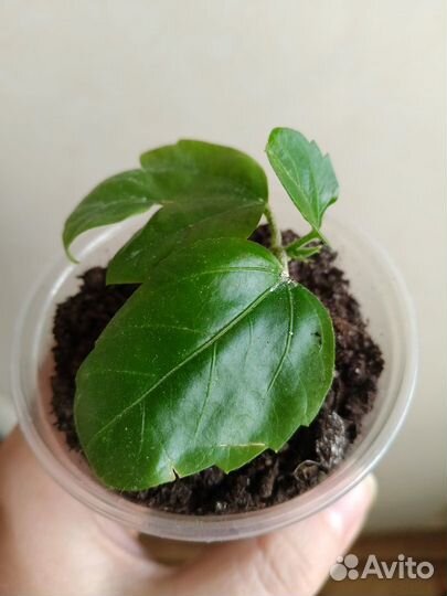 Гибискус красный