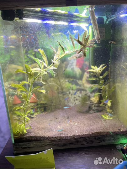Аквариум с рыбками