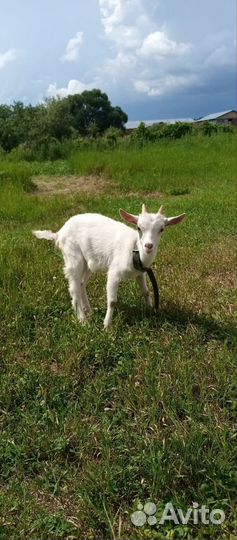 Козочки 2 месяца