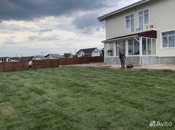 Рулонный газон, посевной газон