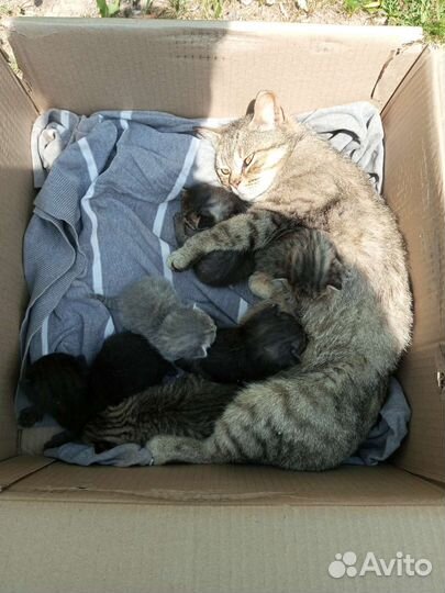 Отдам котят в добрые руки