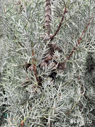 Кипарисовик лейланда, голд райдер, аризонский