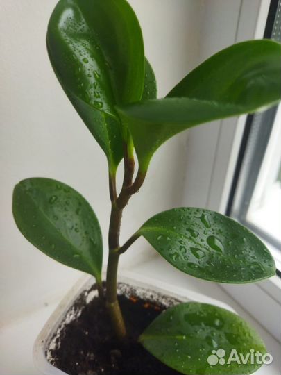 Пеперомия комнатное растение