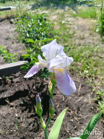 Ирисы