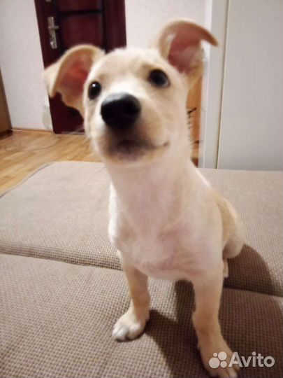 Собаку в добрые руки